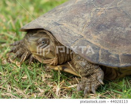 Yaeyama turtle 44028113