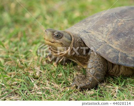 八重山龜 44028114