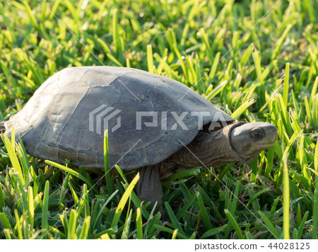 八重山龜 八重山龜 44028125