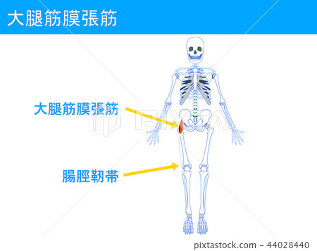股骨筋膜伸肌髂韌帶2 股骨筋膜伸肌髂韌帶2 44028440