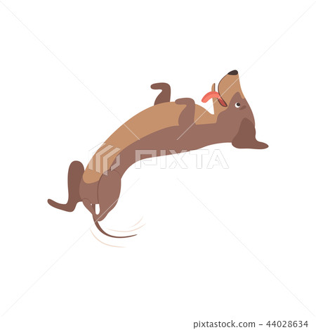 Purebred playful brown dachshund dog lying on his back vector Illustration on a white background Purebred playful brown dachshund dog lying on his back vector Illustration on a white background 44028634