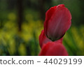 Tulip 44029199