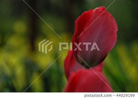 Tulip Tulip 44029199
