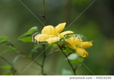 黃花 44029200