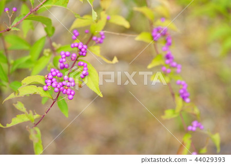 Mura-saxi-ki 3 of Nara and Toin garden 44029393