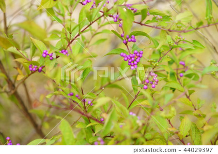 Murasaki Riki 6 in Nara and Toin Garden 44029397