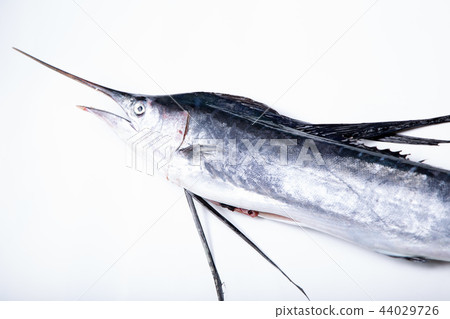 Basho鯖魚 44029726