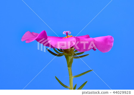 皇冠般的Matsuba按鈕女(修復拍攝) 皇冠般的Matsuba按鈕女(修復拍攝) 44029928