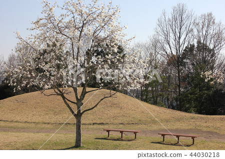 公園......長凳和花樹...... 公園......長凳和花樹...... 44030218