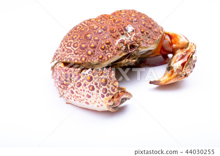 Yamato Carrap 44030255