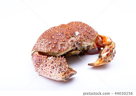 Yamato Carrap 44030256