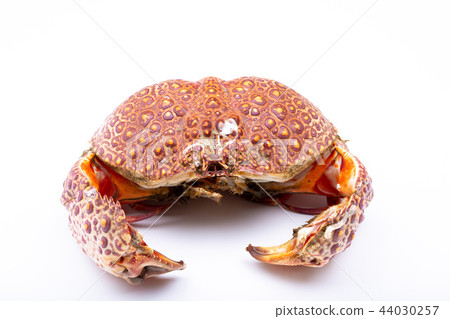 Yamato Carrap Yamato Carrap 44030257