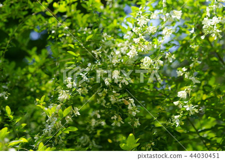 奈良Akuzenji白色玫瑰花 44030451