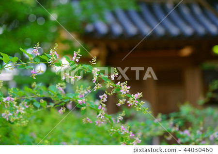 Rose flower of Nara-Akuzenji Rose flower of Nara-Akuzenji 44030460