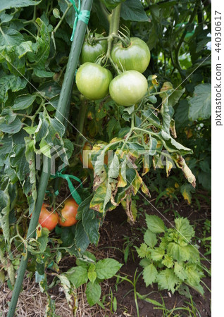 Tomato   44030617