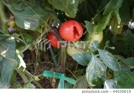 Tomato   44030619