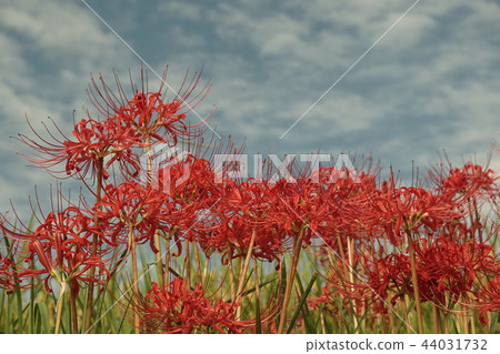 群集孤挺花 群集孤挺花 44031732