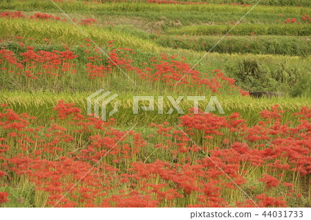 群集孤挺花 群集孤挺花 44031733