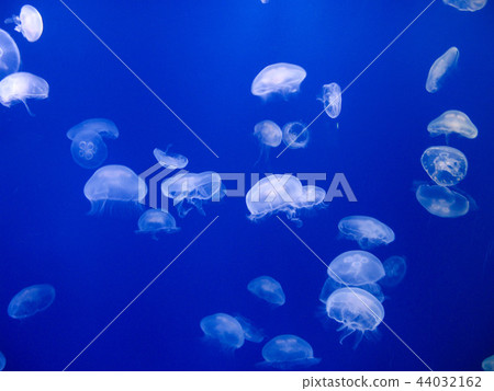 水母漂流如你所願 44032162