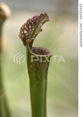 Sarcenia carp plants 44032443