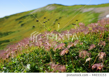 Chingruma of Hokkaido Mt. 44033153