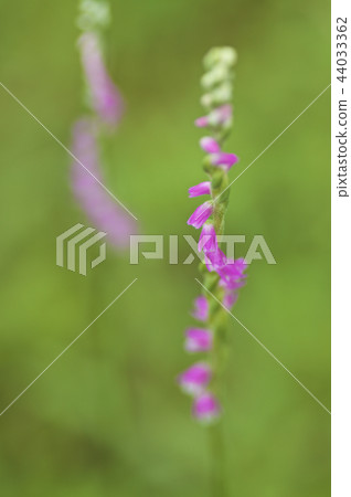 Spiranthes sinensis Spiranthes sinensis 44033362