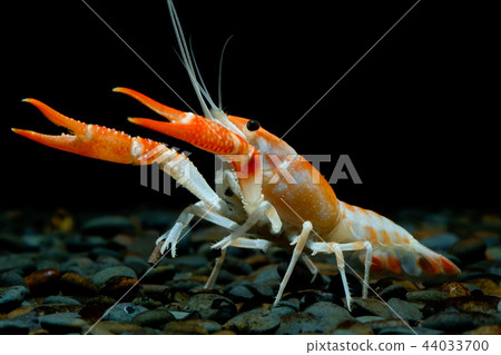crayfish Procambarus clarkii ghost in the aquarium 44033700
