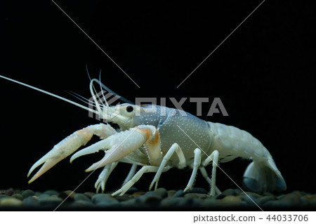 crayfish Procambarus clarkii ghost in the aquarium crayfish Procambarus clarkii ghost in the aquarium 44033706