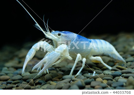 procambarus clarkii ghost