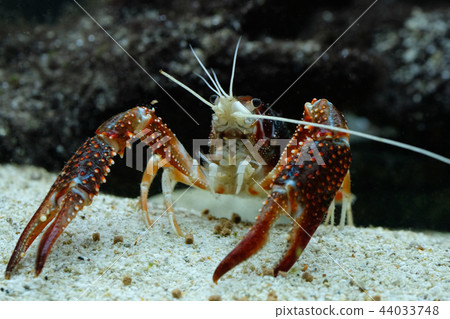 crayfish Procambarus clarkii ghost in the aquarium crayfish Procambarus clarkii ghost in the aquarium 44033748