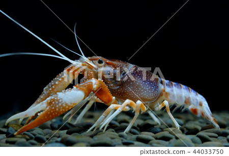 crayfish Procambarus clarkii ghost in the aquarium 44033750