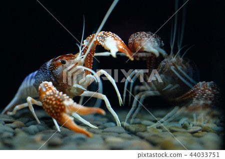 crayfish Procambarus clarkii ghost in the aquarium 44033751