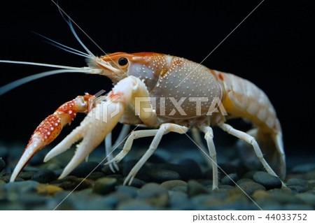 crayfish Procambarus clarkii ghost in the aquarium 44033752