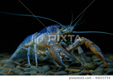 procambarus clarkii ghost