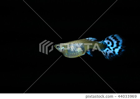 guppy fish in the aquarium 44033969