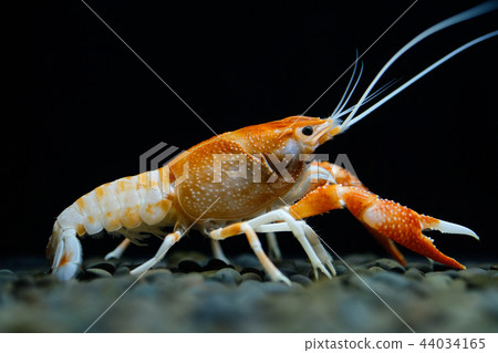 crayfish Procambarus clarkii ghost in the aquarium 44034165