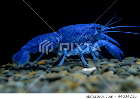crayfish Procambarus clarkii ghost in the aquarium 44034216