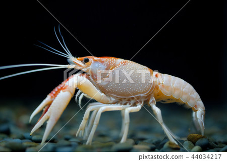 procambarus clarkii ghost