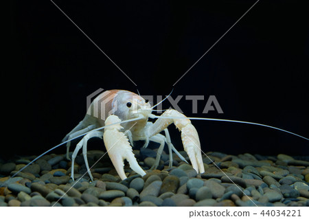 crayfish Procambarus clarkii ghost in the aquarium 44034221