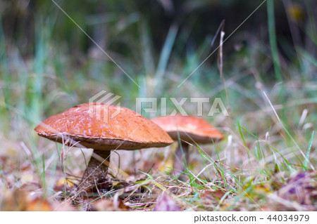 two big leccinum grow in grass 44034979
