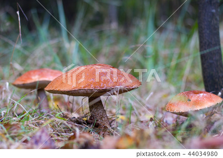 three big leccinum in forest 44034980