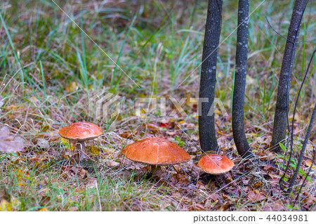 three big leccinum grows 44034981