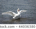 Flapping swan in Lake Yamanaka 44036380