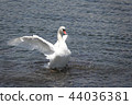 Flapping swan in Lake Yamanaka 44036381