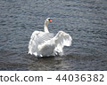 Flapping swan in Lake Yamanaka 44036382