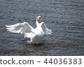 Swan 44036383