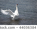 Flapping swan in Lake Yamanaka 44036384