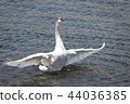 Flapping swan in Lake Yamanaka 44036385