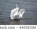 Flapping swan in Lake Yamanaka 44036386