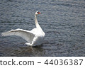 Flapping swan in Lake Yamanaka 44036387